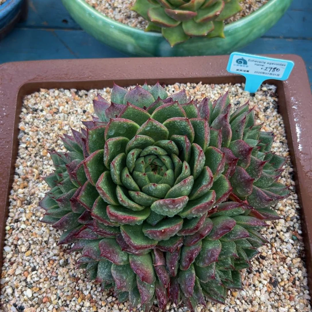 多肉一物一拍0810-2980 水母