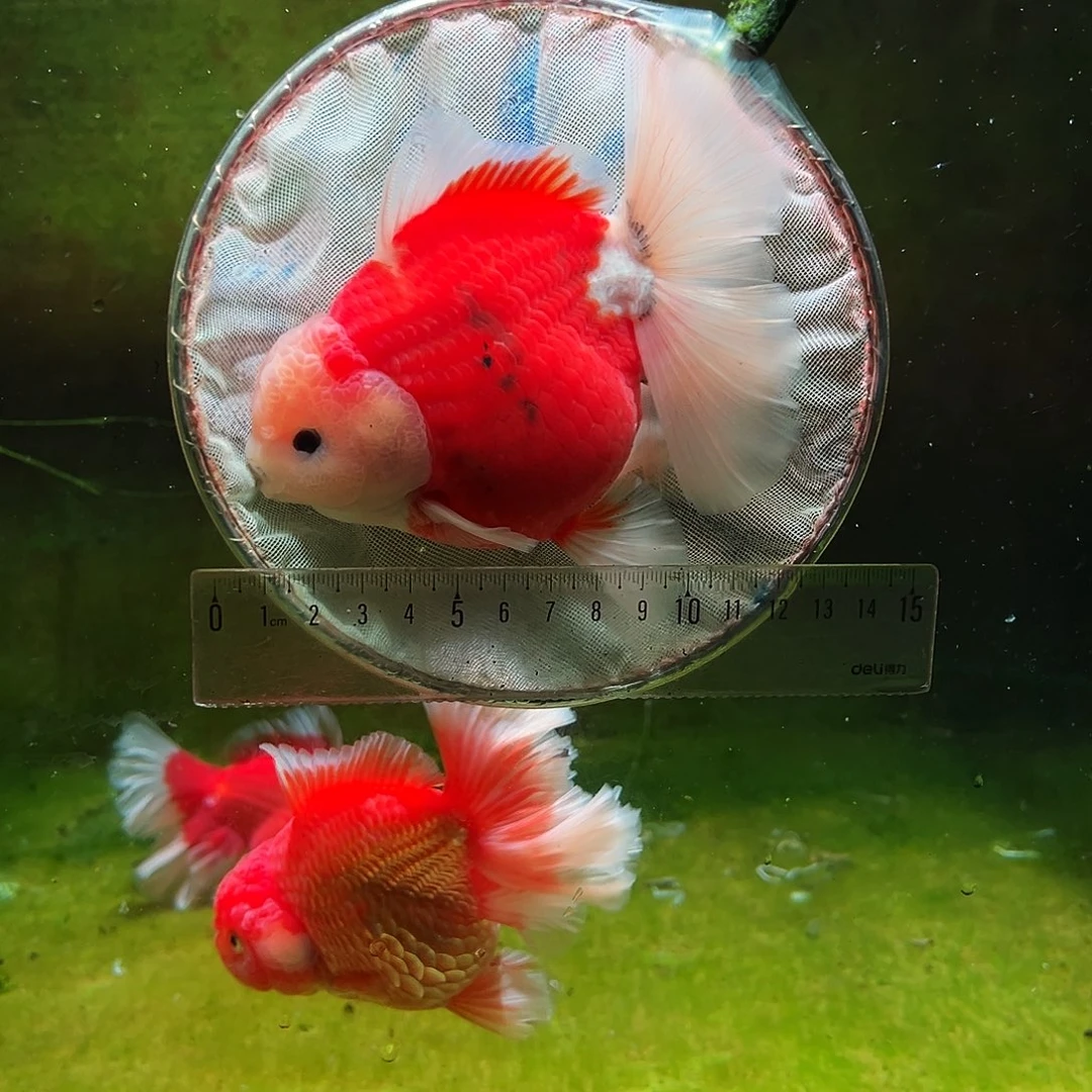 金鱼冷水金鱼百褶泰狮