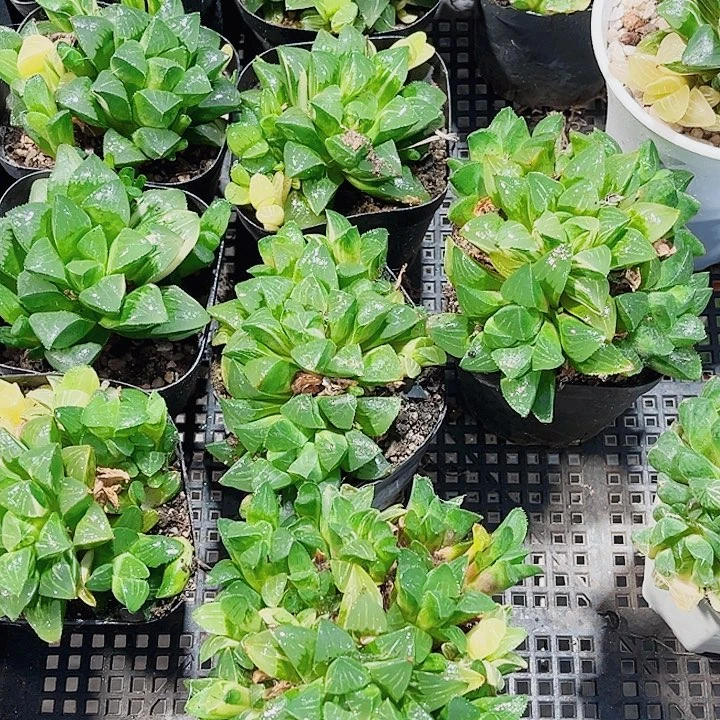 发两颗多头群生姬寿锦特价处理的