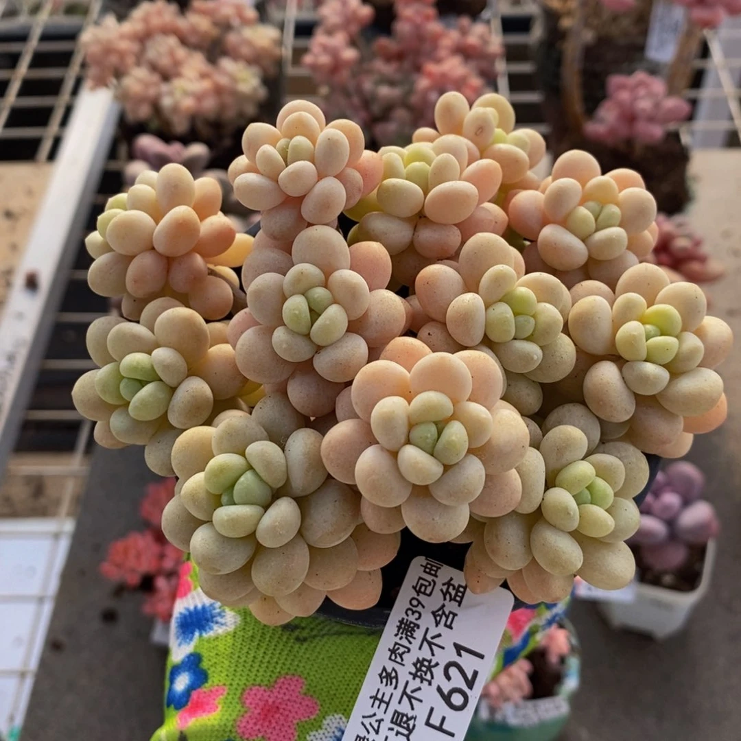 洛可可621/10cm多肉