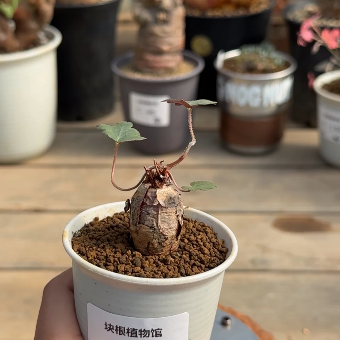 208肾叶洋葵不带盆