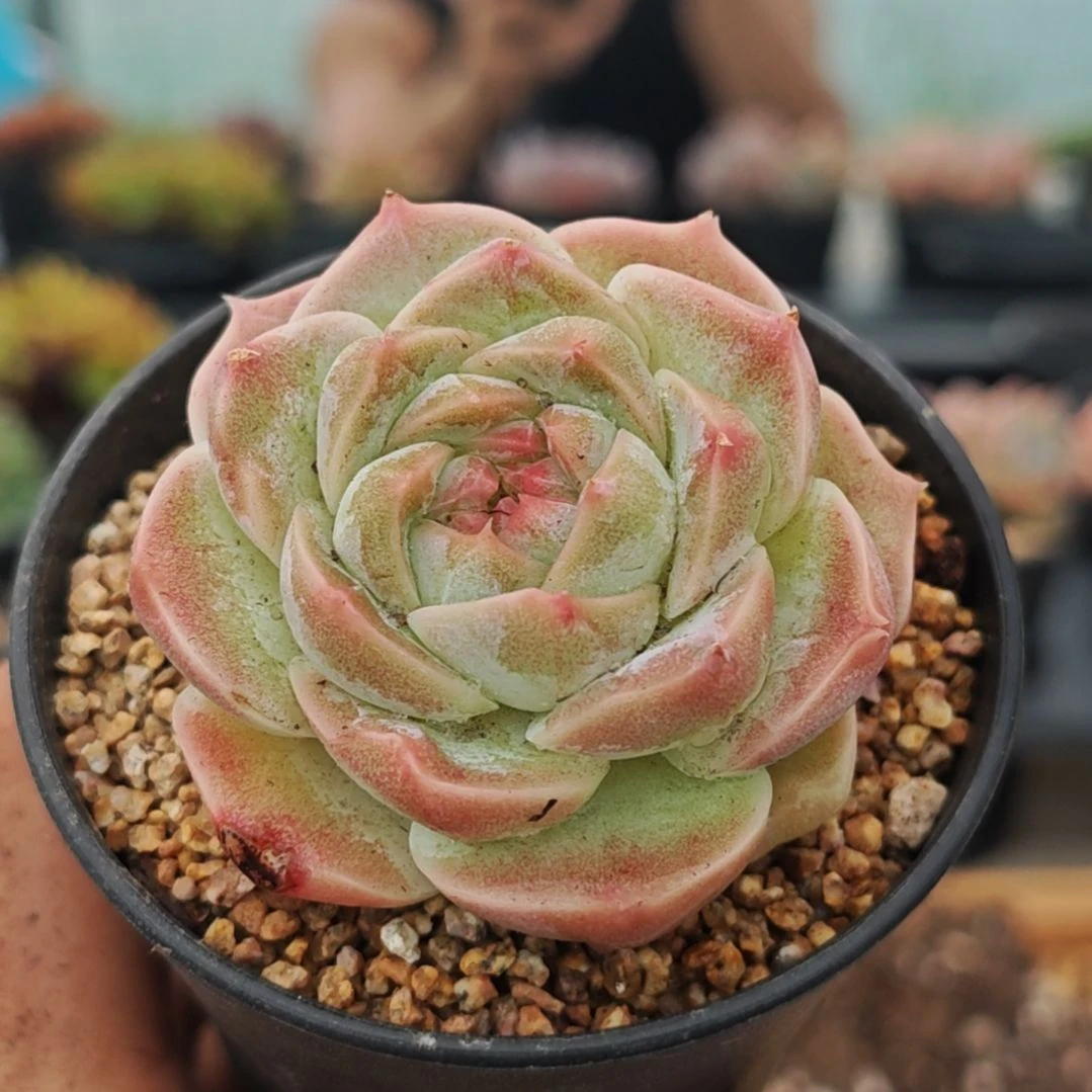 蝶恋花，一物一拍，