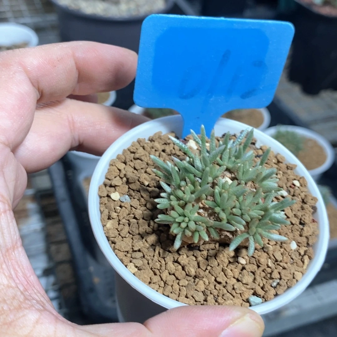 任锦多肉植物一个
