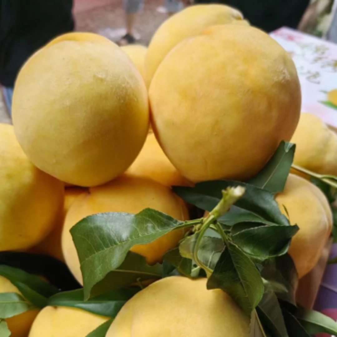 枫坑口锦绣黄桃（买一斤送一斤）黄桃同城送浙江省