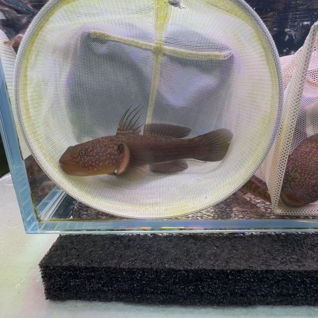 接吻鱼短棘稿10-11一个公