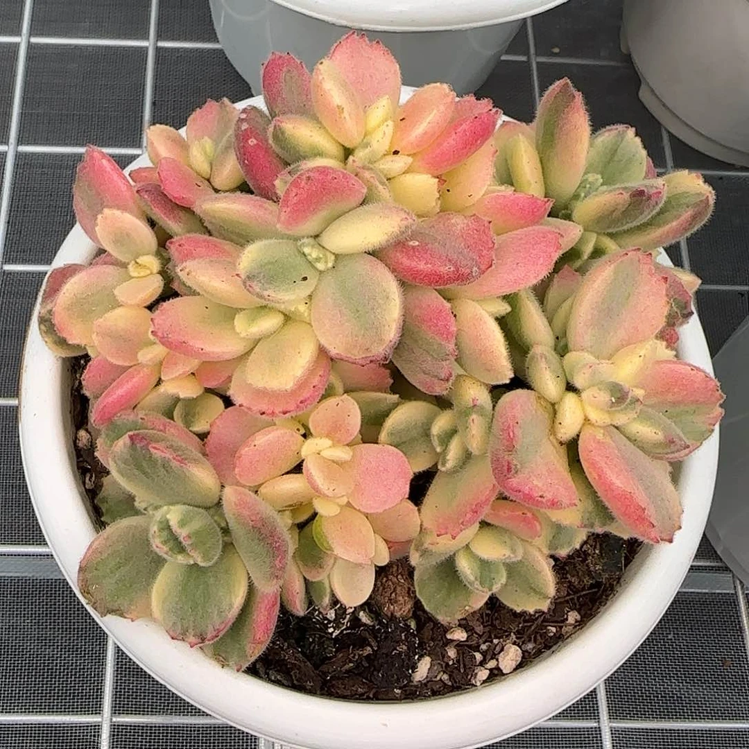 从前慢花园精选彩虹熊