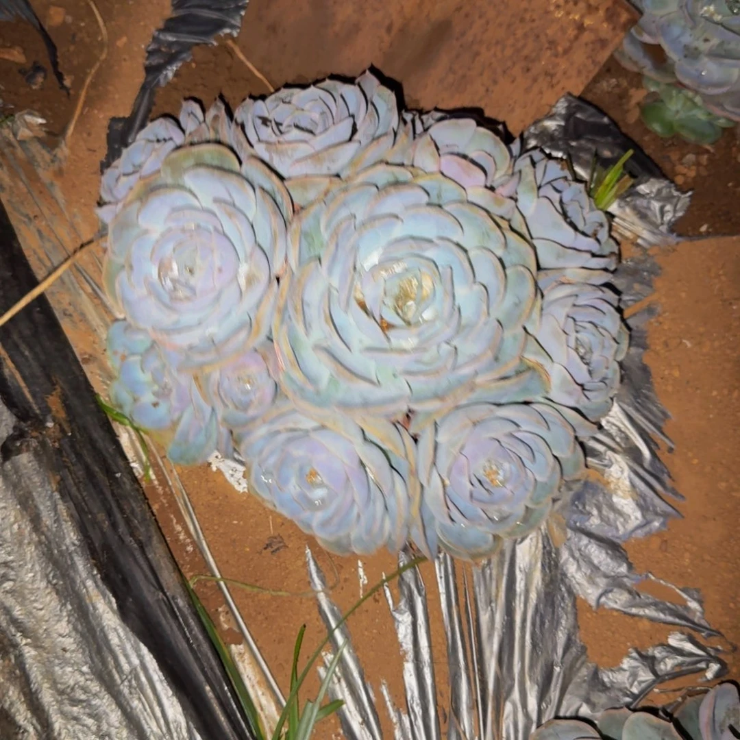 明***兰菲欧娜 一颗 不包损55号