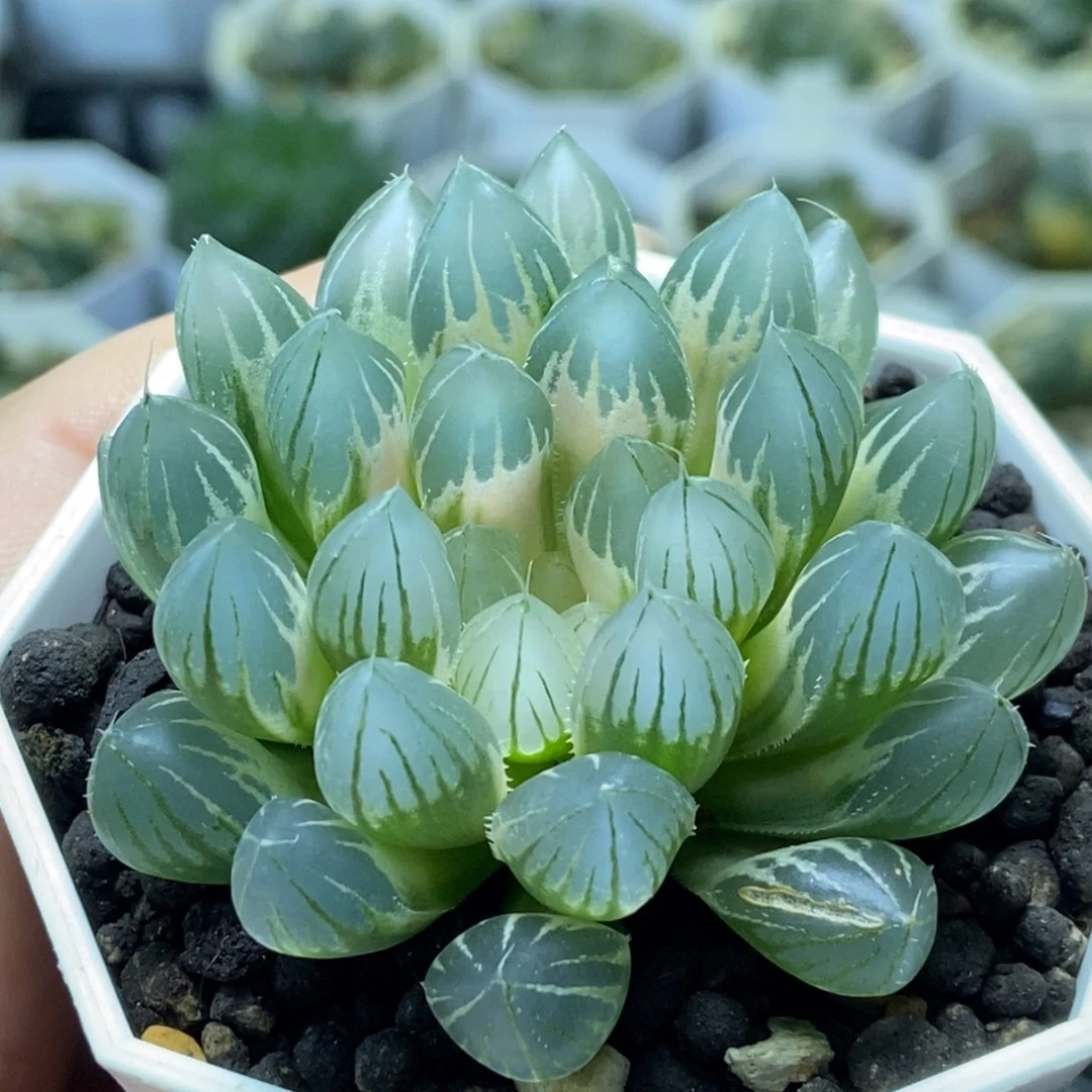 白糊斑霓虹灯玉露锦一物一拍