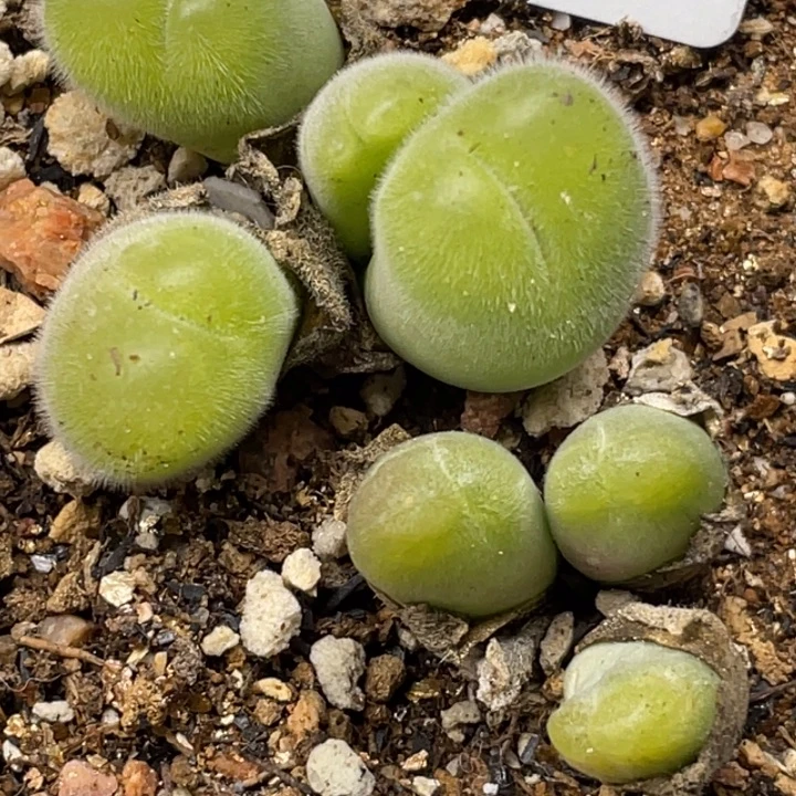 627长毛翠滴带盆ll