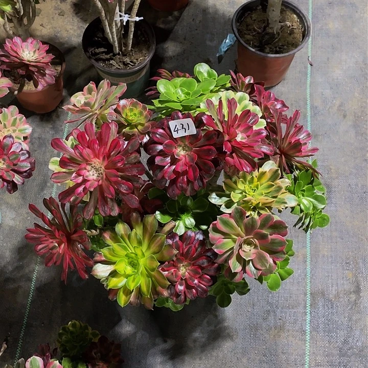 用****9架接法师一个431号