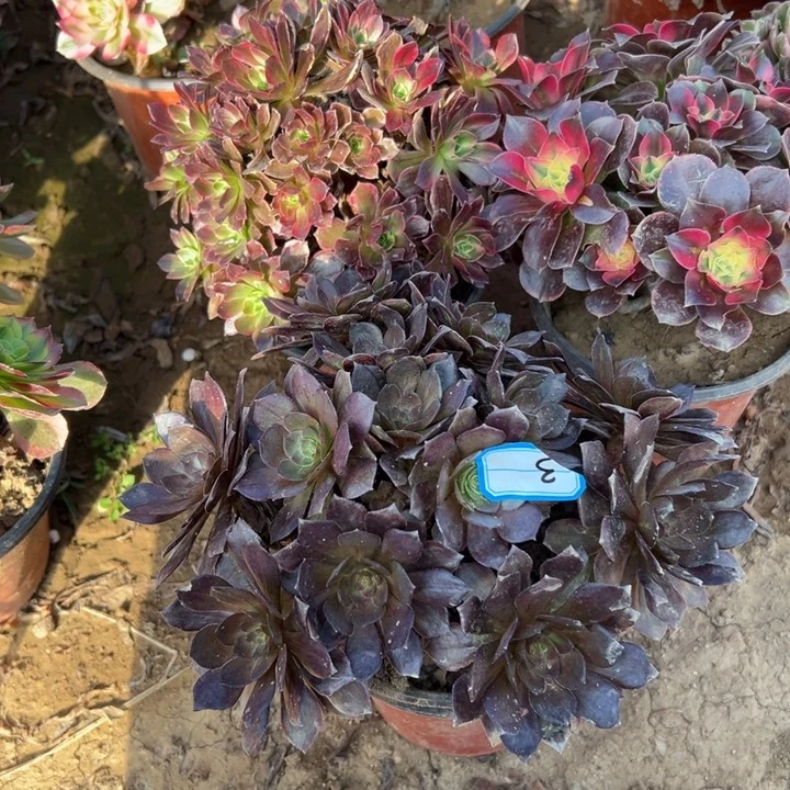 多肉植物三个法师3