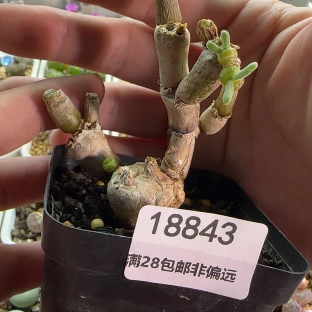 【闪购商品】18843碧光环