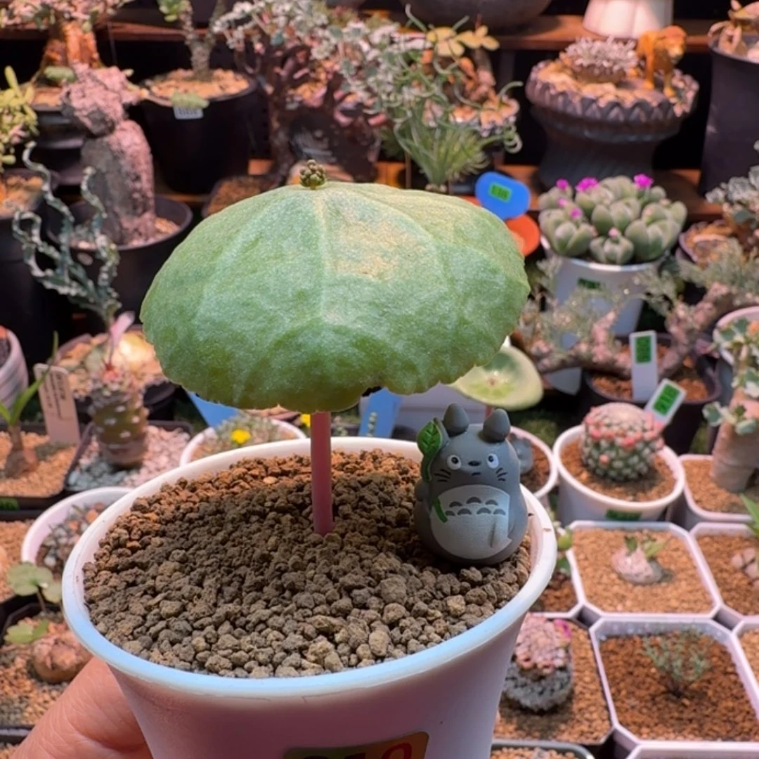 龙猫打伞910 仙人球