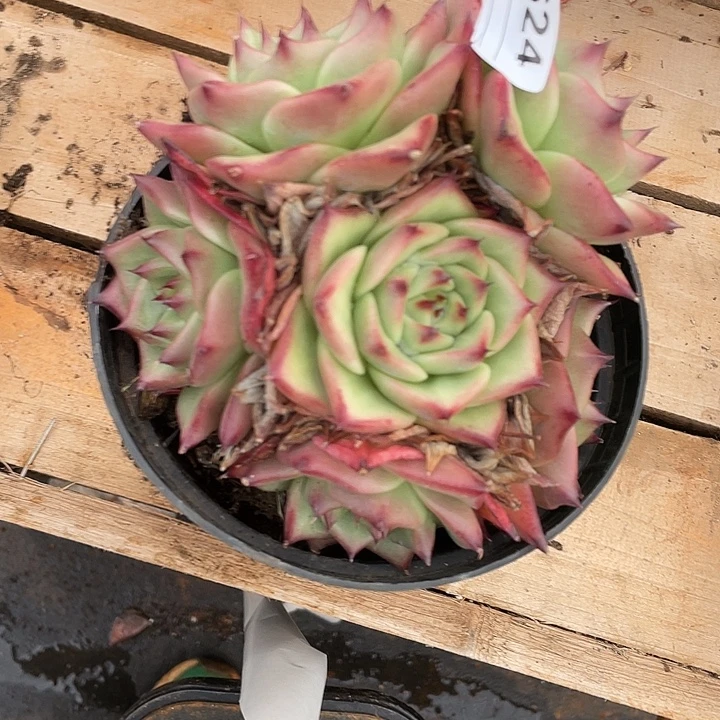 若如东云单拍C624