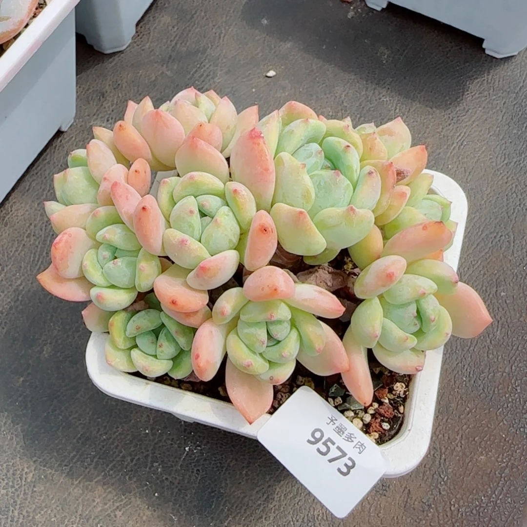 望舒，9573多肉植物