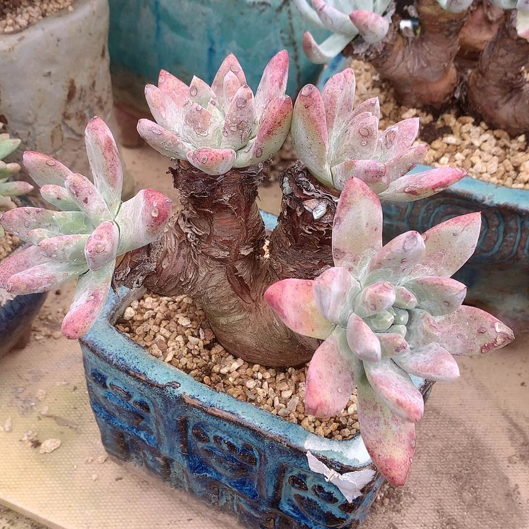 103流丹拇指仙女杯多肉