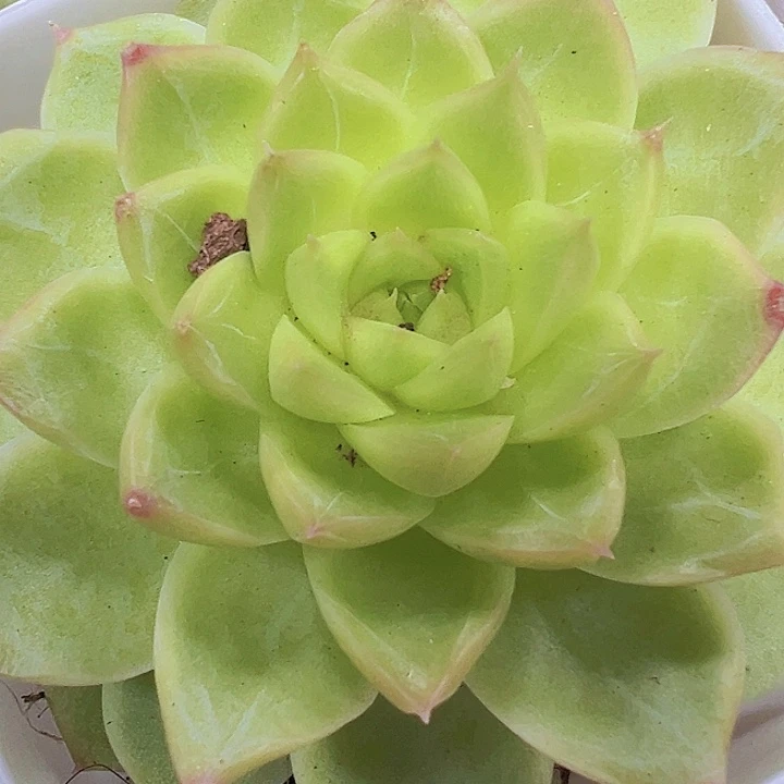 黄麦杆19包邮多肉植物