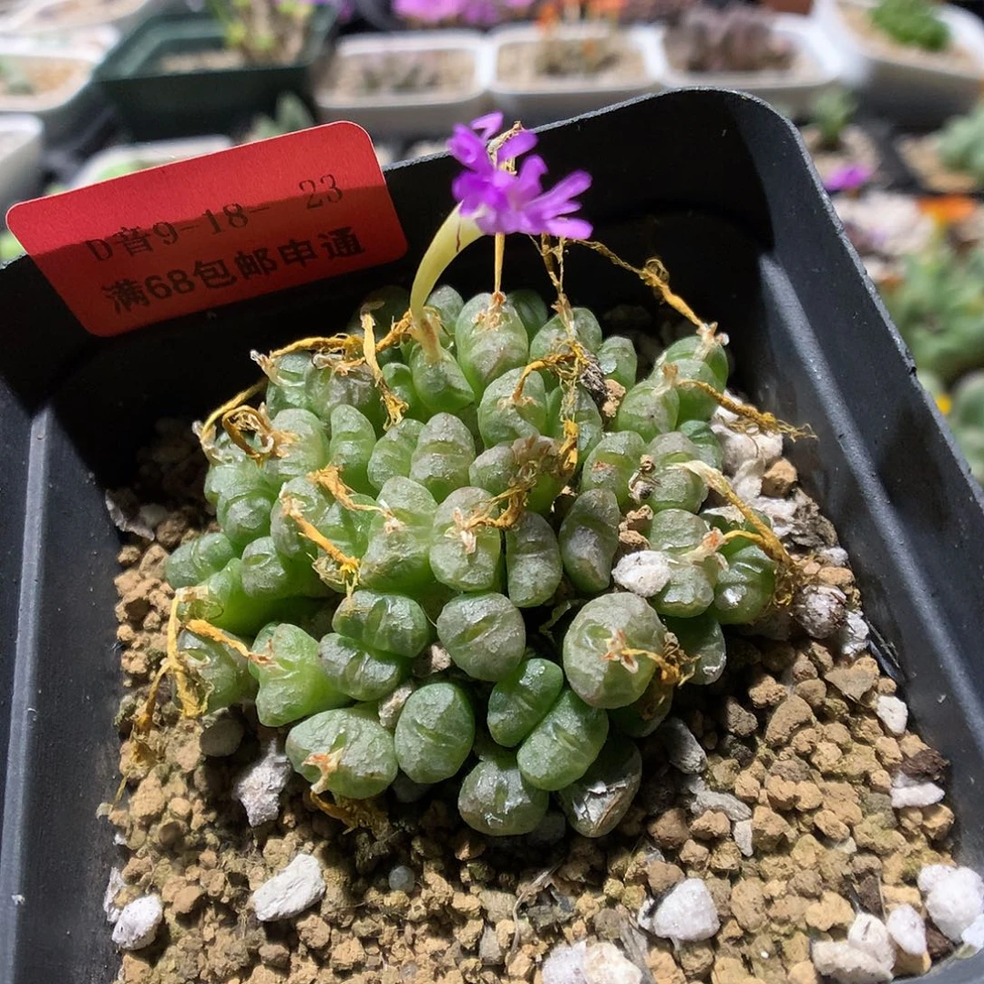 9-18-23     紫花小锥