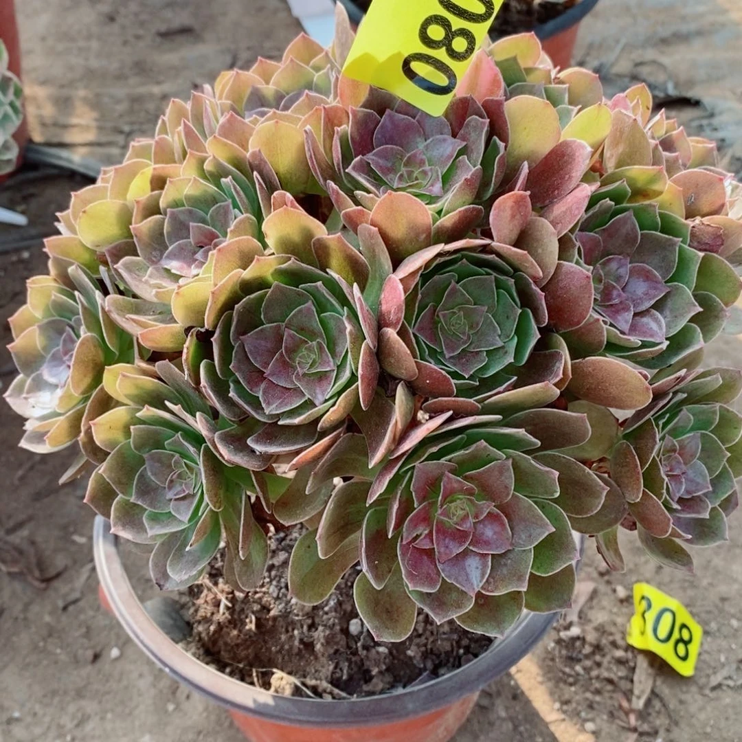 红魔多肉植物3080