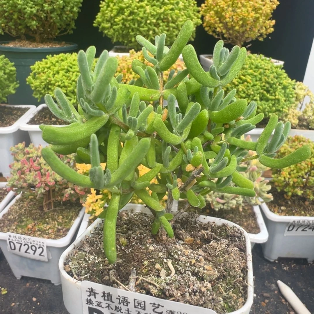 D7294虾钳一物一拍