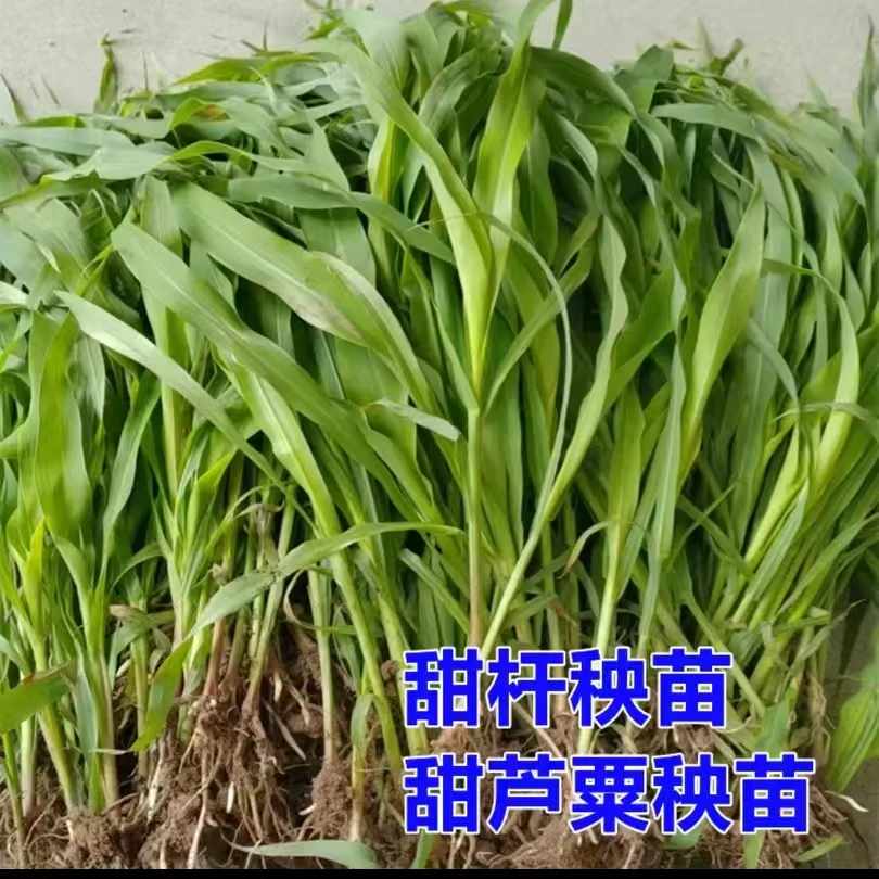 东北绿皮甜杆也叫甜卢粟苗子