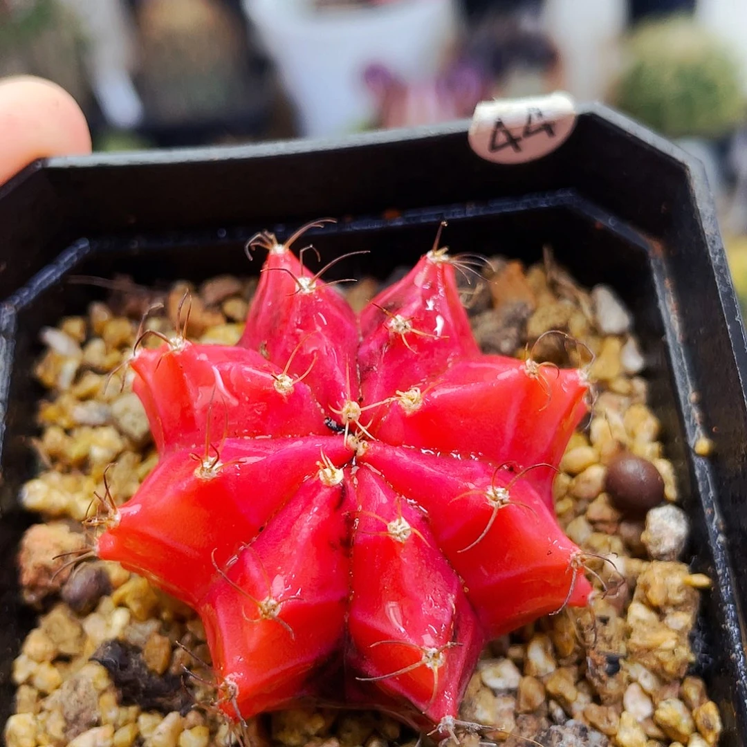 非偏远地区满25包邮仙人球