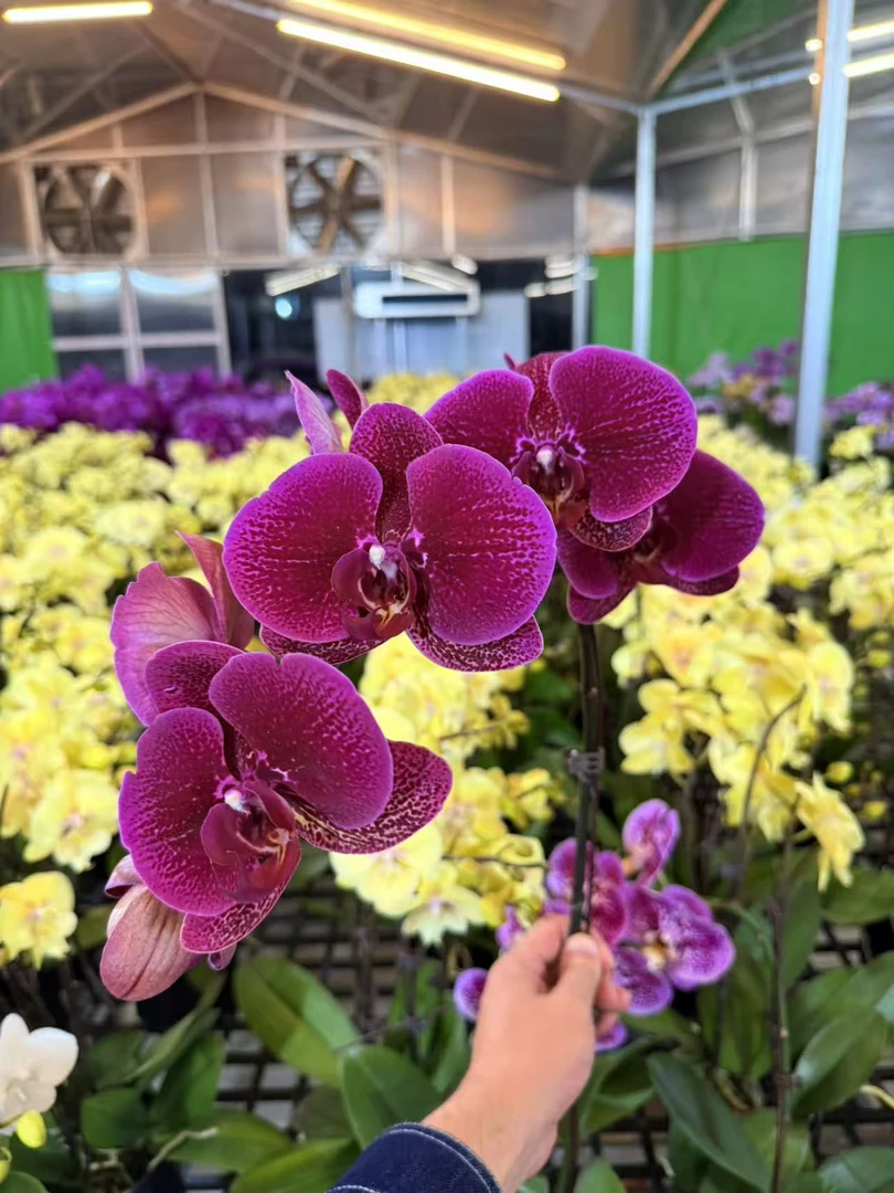 蝴蝶兰--【黑玫瑰】任意两颗包邮，只拍一颗默认【发苗】！！