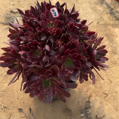 12-74赤霞飞多肉植物