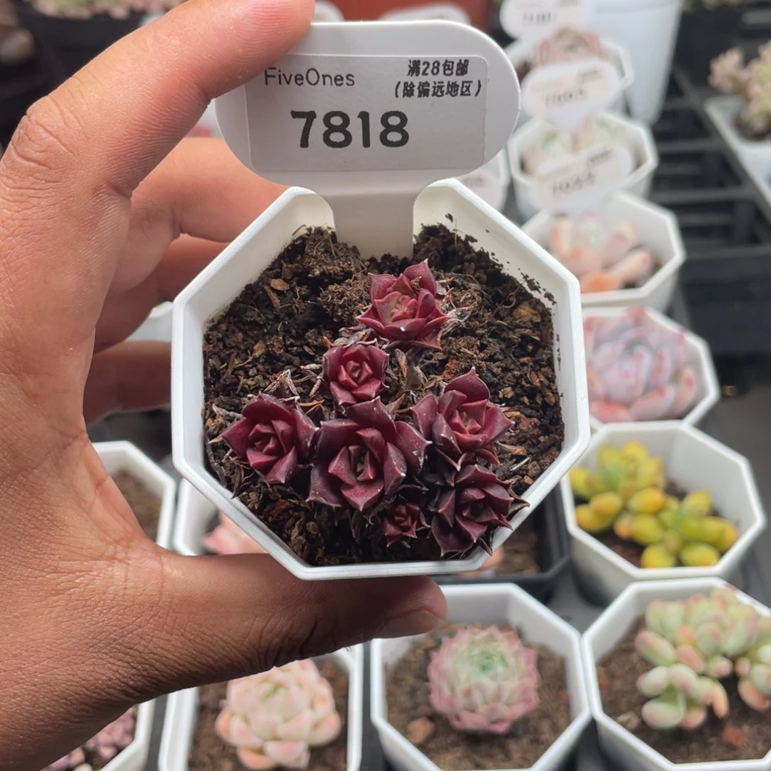 7818罗西玛5.0厘米