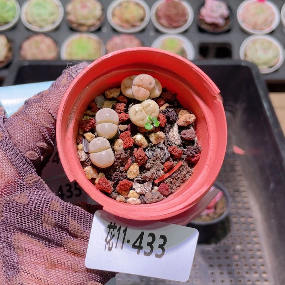 花利美11-433生石花