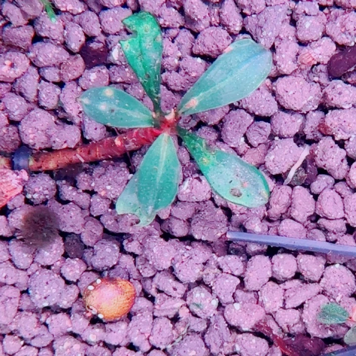 无花朵福利价13号一头植物
