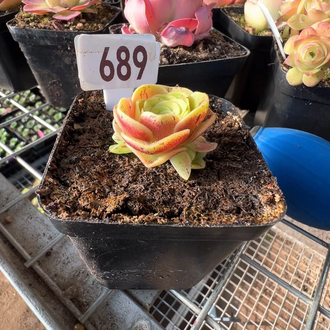 烈火689山地玫瑰多肉