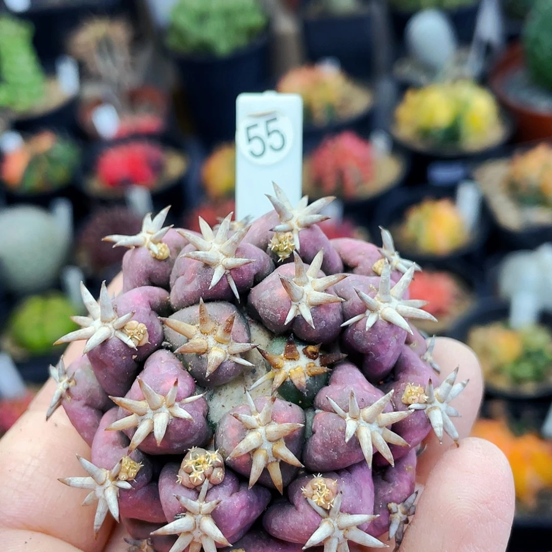 小****记非偏远地区满25包邮仙人球