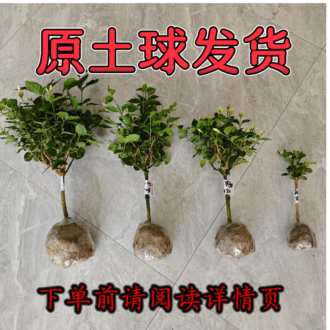 独杆单瓣笔尖茉莉 一物一拍链接