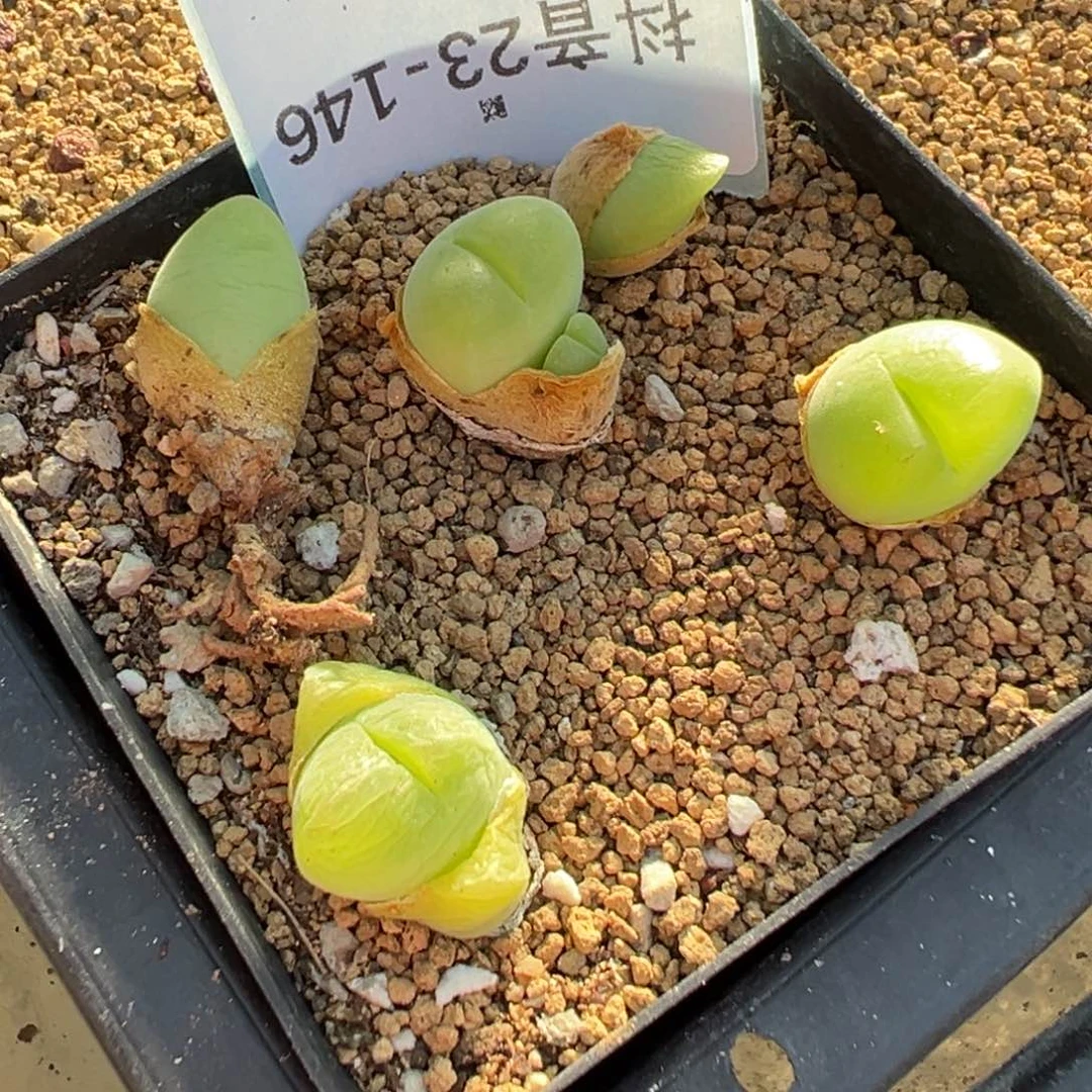 23-146肉锥多肉植物