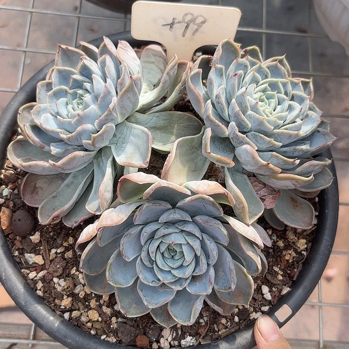 两单包邮，一物一拍99胖虎