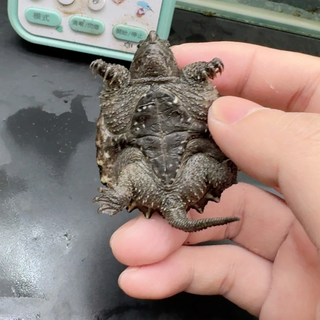 小鳄龟不分公母11