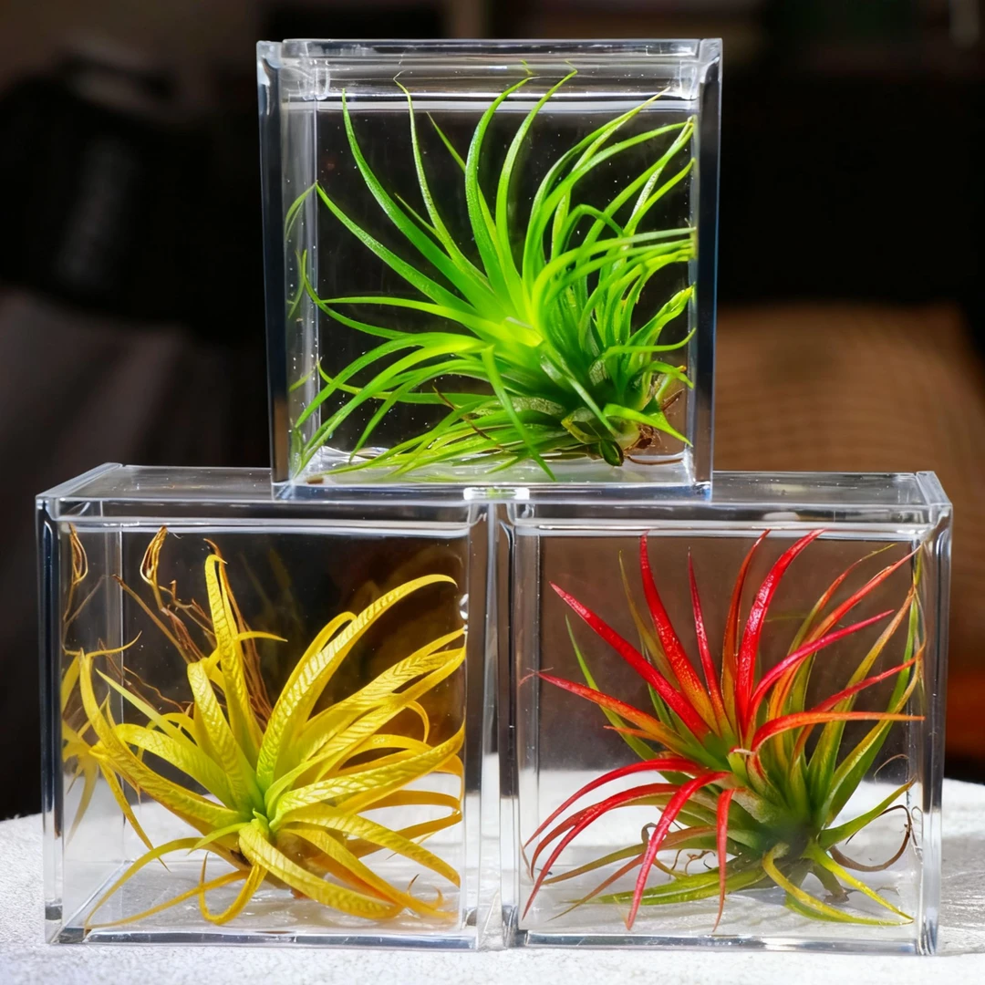 空气凤梨桌面搭子盆栽亚克力瓶创意喷水即活家居办公绿植好养易活