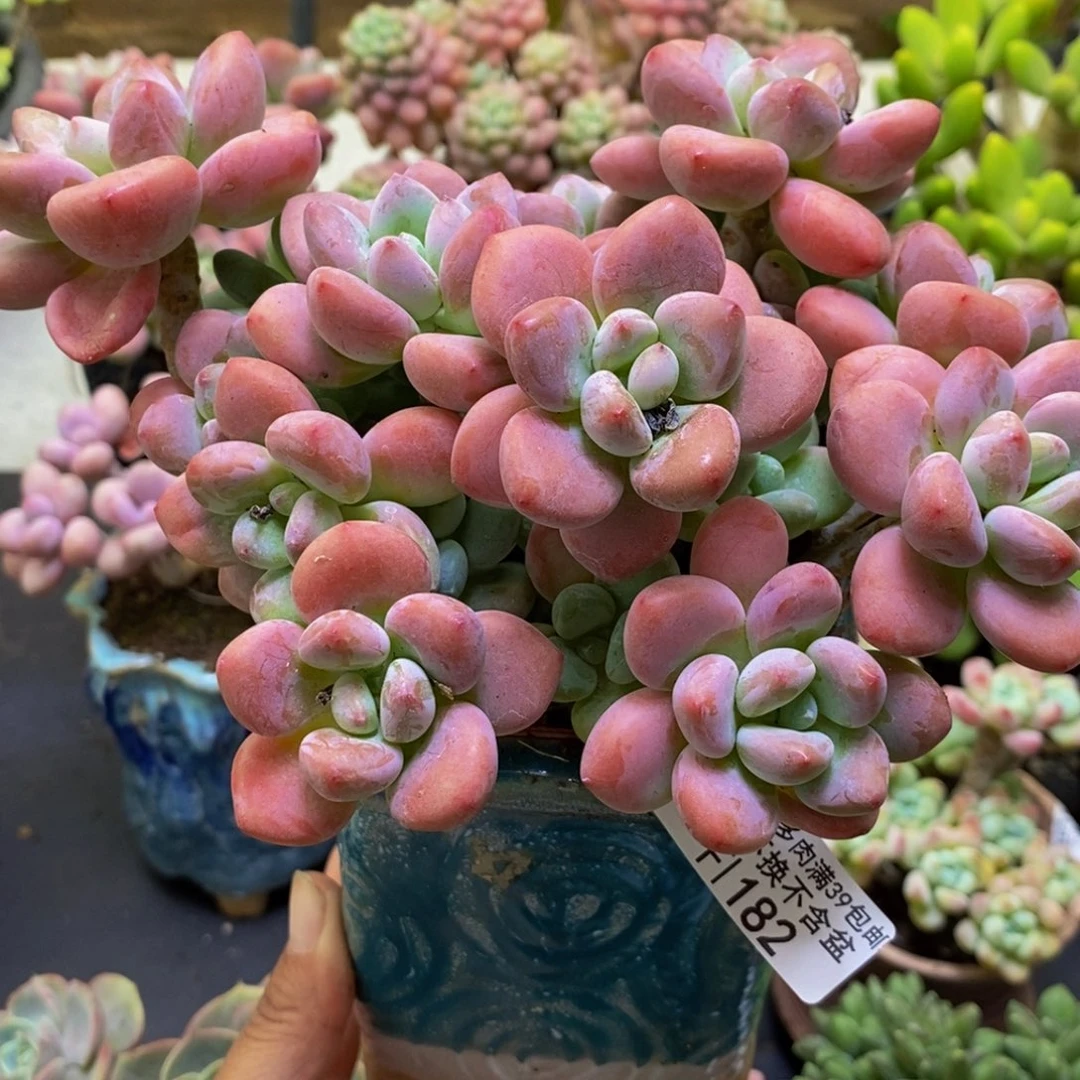 182樱花洛神15cm多肉