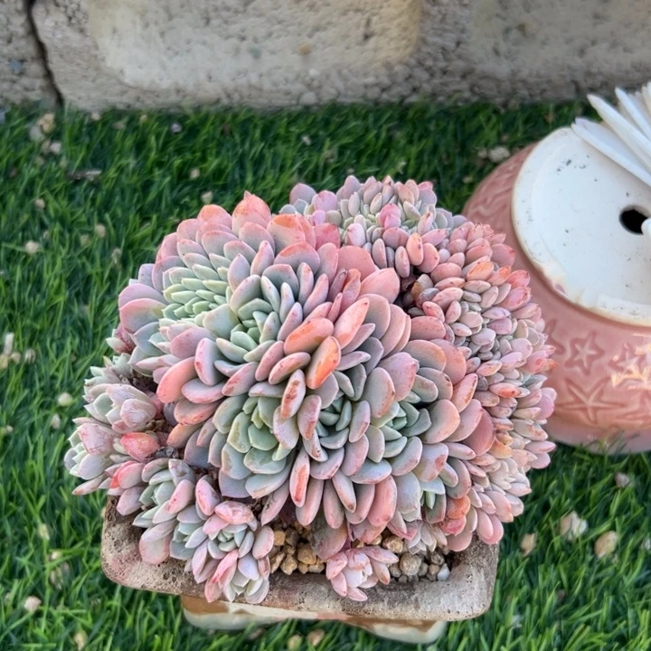 小***子A641全明星缀化一物一拍29.9