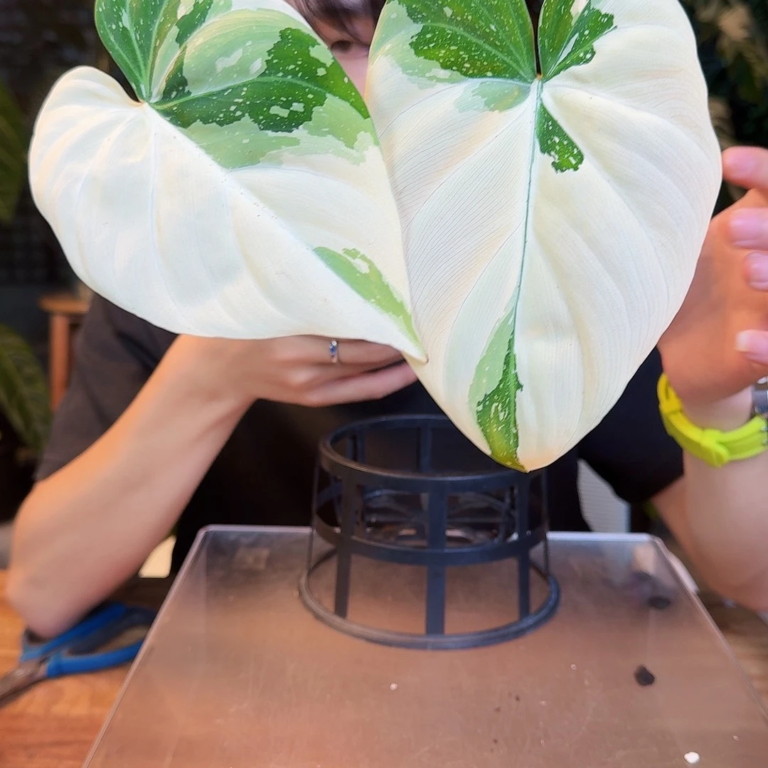 完全开放O19明脉锦蔓绿绒