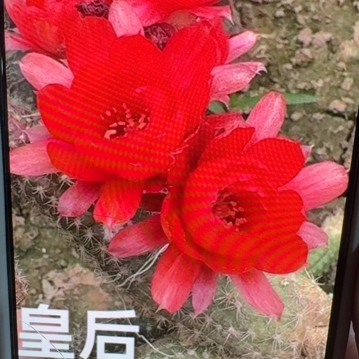 221白檀皇后3个无根侧牙，20包邮