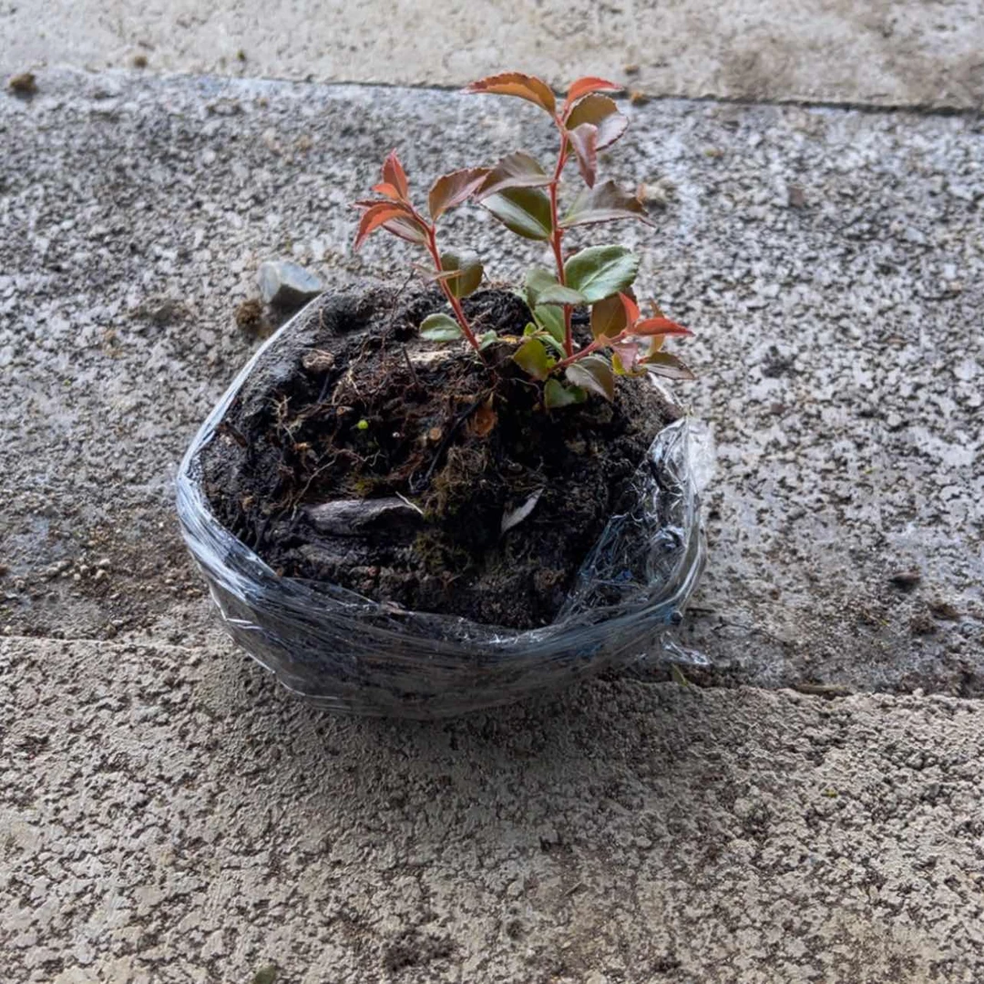 【闪购商品】完全开放屹**方