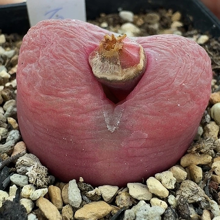 老马生石花吕氏红宝石