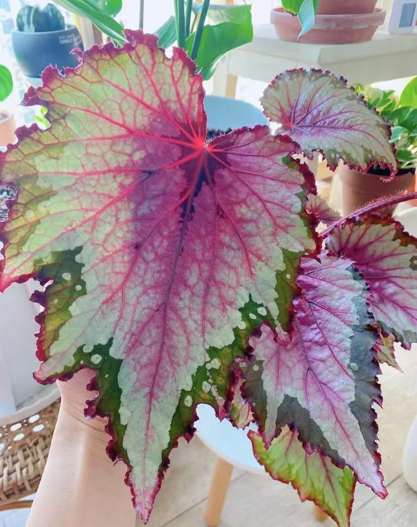 紫樱雪纺纱秋海棠室内观赏植物耐阴好养易活绿植盆栽