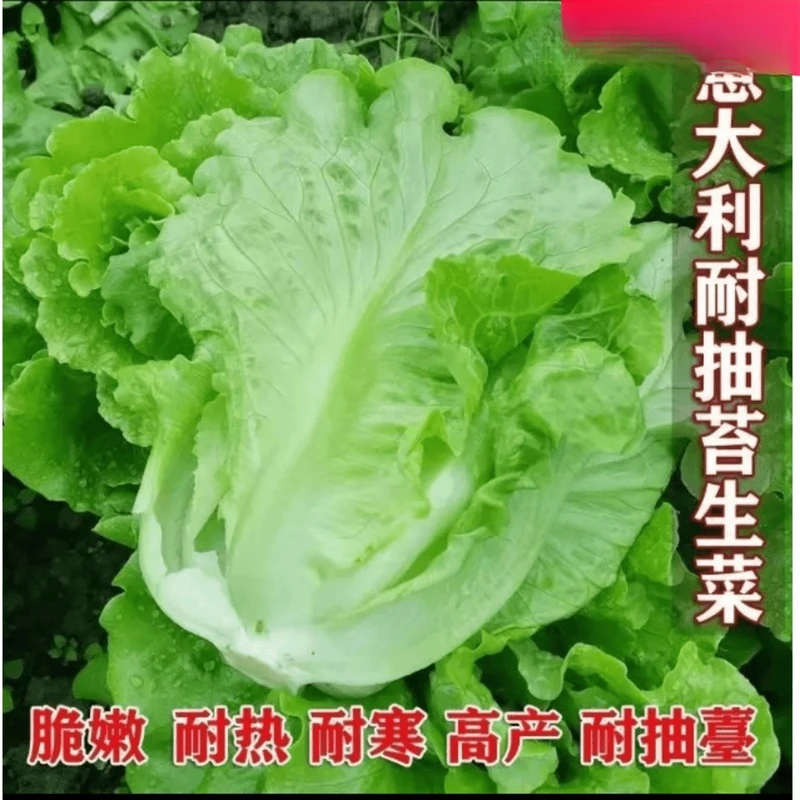 意大利生菜种子耐热耐寒意大利生菜种子四季可种抗病庭院种植