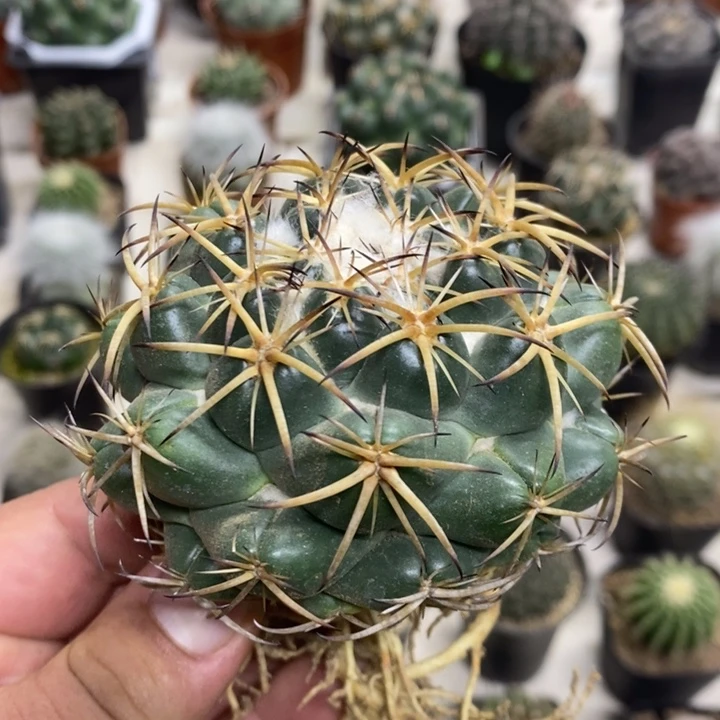 实生中号天丝象牙特价