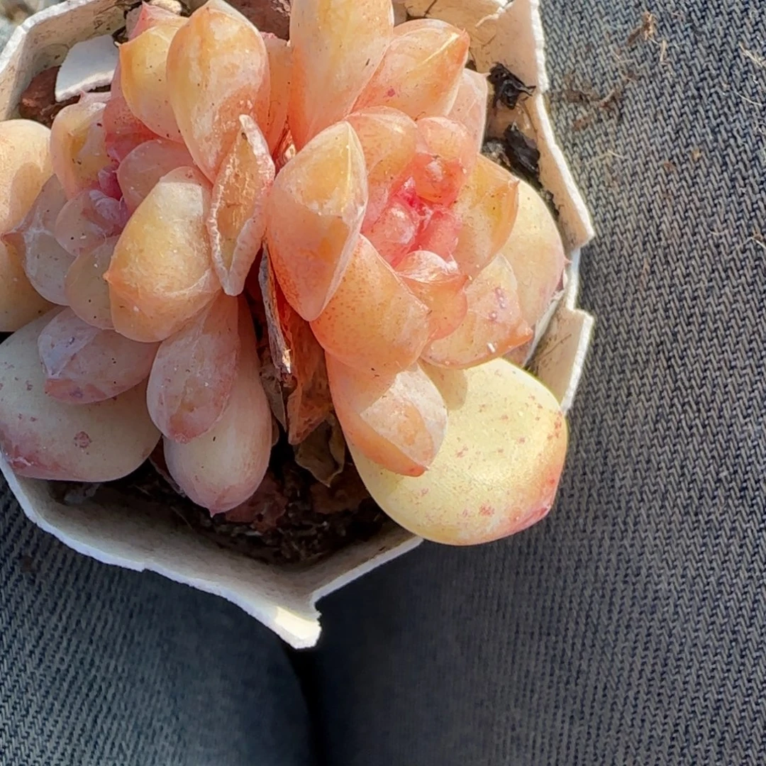 多肉小卡拉米糖心一物一拍