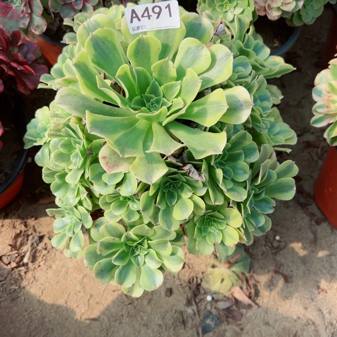 491绿豆沙多肉植物法师