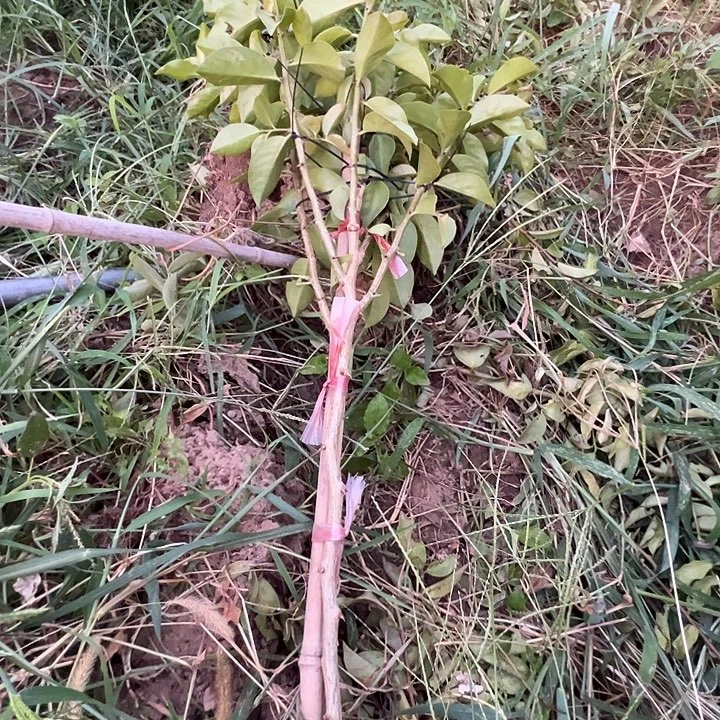 六分枝带根叶仙苗